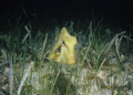Juvenile trunkfish at night.