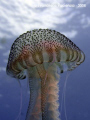 Jellyfish named Pelagia noctiluca