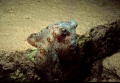 Caribbean Reef Octopus, Government Dock, San Salvador Island