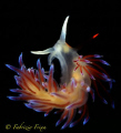 An example of elegance and fragility. 
The nudibranchia 