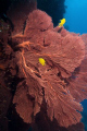 Gorgonian Wide Angle