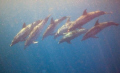 A pod of about 20 spotted dolphins joined divers off Jupiter, FL during a surface interval.