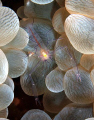 Bubble coral shrimp taken at Marsa Bareika, using an Olympus E300.