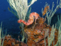 Seahors on a Black coral tree.
Phylum: Chordata
Subphylum: Vertebrata
Class: Gasterosteiformes
Family: Syngnathidae
Genus: Hippocampus