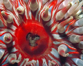 Dahlia anemone. St.Abbs marine reserve Scotland