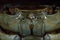 close up of a freshwater crab