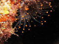 Orange Ball Corallimorph - Night Dive, Saba