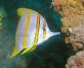 Butterfly Fish at Curtain Artificial Reef off Morton Island, Australia