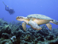 Green sea turtle - Saba