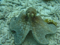 free-swimming octopus at hilma hooker, bonaire