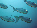 Crescent tail big eyes with the headlights on, Andaman Islands