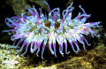 Purple Dahlia anemone, St abbs Scotland
Nikon f90x, with 60mm lens