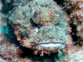 Scorpionfish at Curtian Artificial Reef off Morton Island