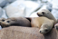 Sea lions chilling in Baja California Sur, Mexico - Cabo Pulmo National Park