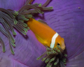 Anemone and Clown Fish