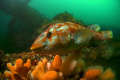 Welcome to my wreck. Friendly Ballan Wrasse on wreck of hispania in Sound of Mull, Scotland. Nikon D70 with 10.5mm lens and two strobes.