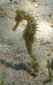A seahorse in shallow water weeds.