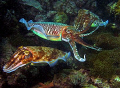 Sepias