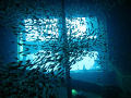 Inside the Giannis D at Abu Nahas, Red Sea, Egypt.
The glass fish all decided to go in the right direction just at the right time.