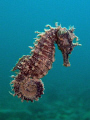 Swimming sea horse, just lifted from a murky seabed. Taken last saturday at Sistiana near Trieste. 9degreesC, 1/500s, f/7.1, ISO200, Olympus SP-350, strobe