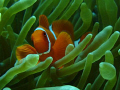 Anemone fish