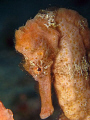 Longsnout Seahorse (Hippocampus reidi)<><><>Canon G7, St Vincent<><><>Entered in the Macro-Static section, since unless a seahorse is being hassled to swim, it does not normally swim free. It is normally attached to something, attached to the ground. 