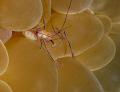 little Anemone shrimp with eggs
