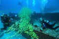 Wreck Water Lylli