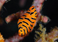 Tiger Cowrie, Macro, Andaman Sea, Diving