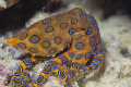 blue ring octopus in Kapalai, D200