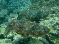 Cuttlefish pairing off