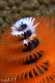 Christmas tree worm...