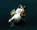 Trunkfish stalking me in Tobago Cays, just begging to have its picture taken.
Taken while free-diving with an Olympus 7070 and Inon Z240.  
