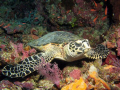 Hawksbill turtle posing on a ledge on the Tubbataha Reef