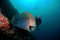 Diver with a huge Napoleon Wrasse