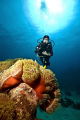 Diver and sea anemon
