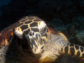 Hawksbill turtle on the Tubbataha reef admiring its own  reflection in the lens