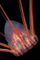 Alien of the Deep - the deep-sea jelly Periphylla periphylla. Nightdive at 01:30 in february 2008, 600 feet above bottom. Nikon D200 in Nexus housing, 18-70 mm, manual.