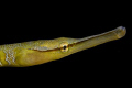 Yellow Needle fish. Nikon D70s Nikkor 105 mm