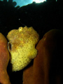 Frogfish with his lure out. Taken with an Olympus 7070 and internal strobe while freediving on the west coast of St Vincent