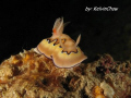 Nudibranch - Chromodoris Coi
