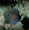 Spottet boxfish looking at the photographer
Nikon D 70 s Tamron 90 mm. macro