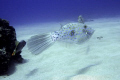 Scrawled Filefish - ~35' depth