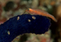 Goby, sponge and lices at horse shoe Bay Komodo islands