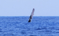 Off Maui, Hawaii a humpback whale waves to passerbyers