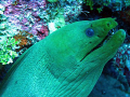 green moray in Belize. March 2008