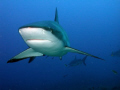 Shark feeding in Honduras (Fantasy Island)