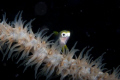 Small fish uses a whip coral to hide behind at Tufi Dive Resort