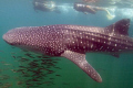Friendly whale shark with snorkelers, Isla Mujeres, Mexico.  Fuji Finepix S2, aquatica housing, dual SB-105 strobes.
