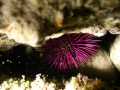 violet sea urchin in the Sicily channel, south Italy
